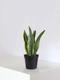 Sansevieria Laurentii