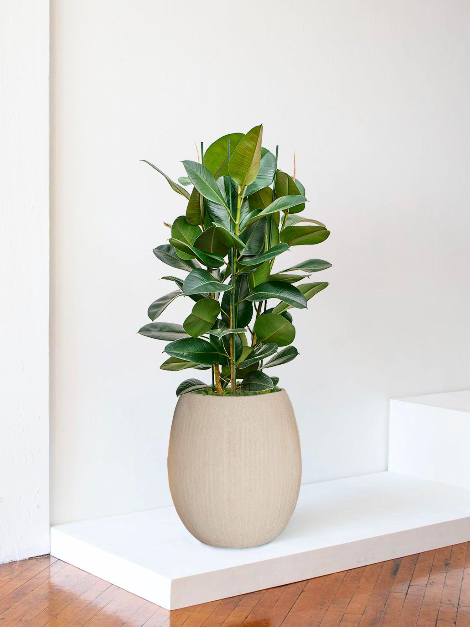 Ficus Elastica Robusta - Le 30 Signature - Numa calcaire 