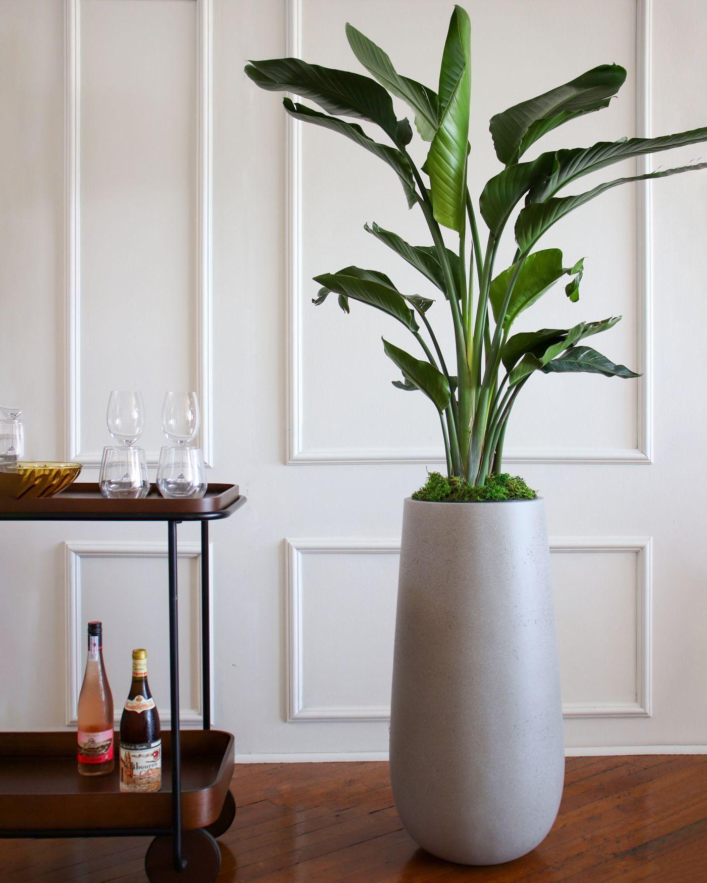 Bird of Paradise