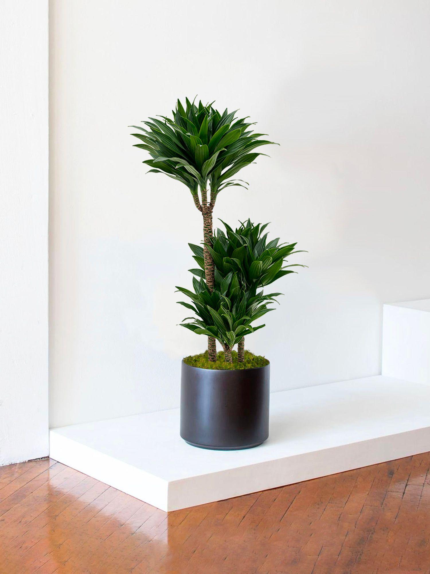Dracaena Compacta