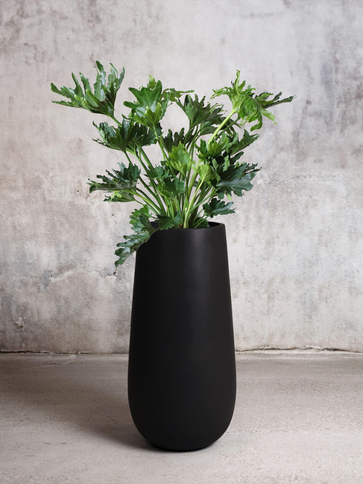 Hope Philodendron