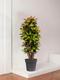 Croton Miss Iceton