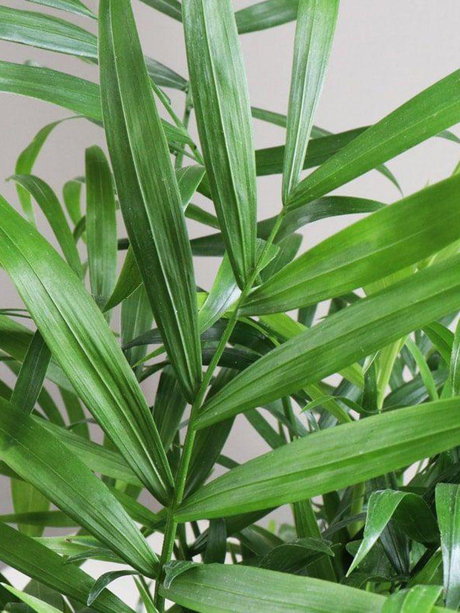 Parlor Palm