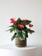 King of Hearts Anthurium