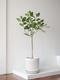 Ficus Audrey Tree