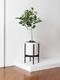 Ficus Audrey Tree