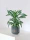 Dracaena Fragrans Joyau de Jade