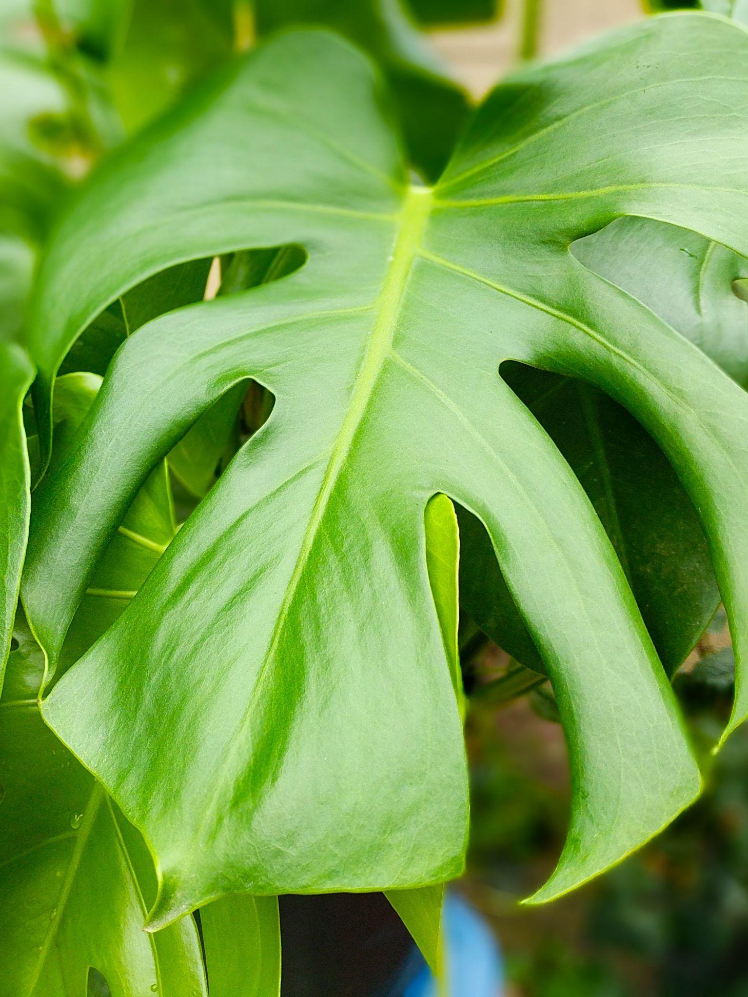 Monstera Deliciosa Large (2 ½ ft tall) | Léon & George