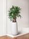 Lady Palm