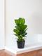Fiddle Leaf Fig Bush 
