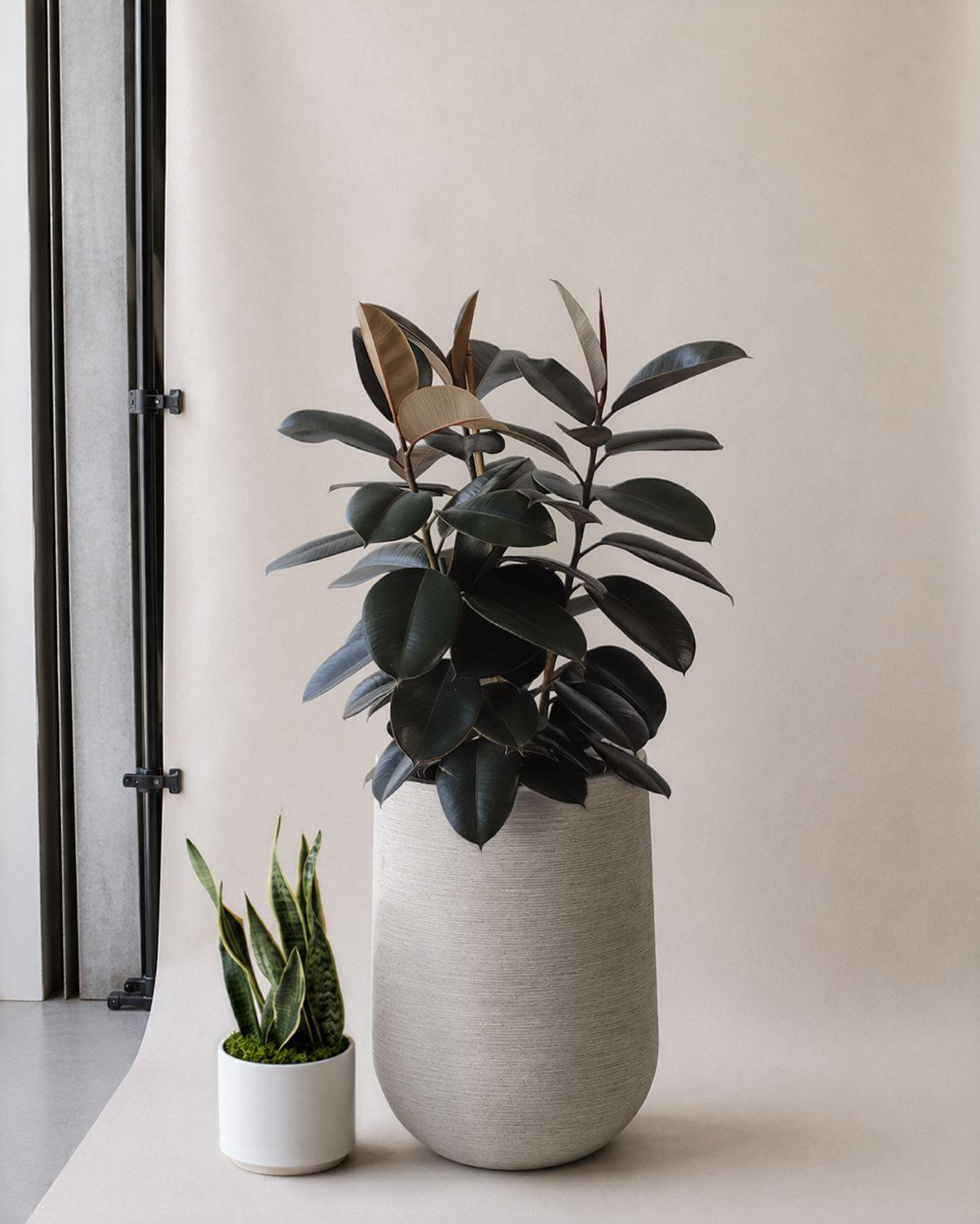 Rubber Tree