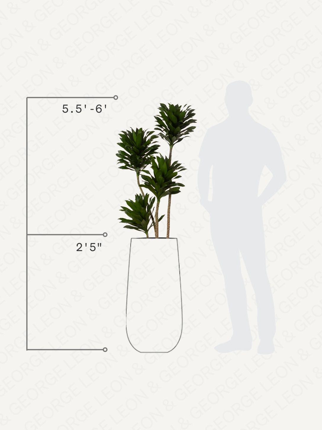 Dracaena Compacta