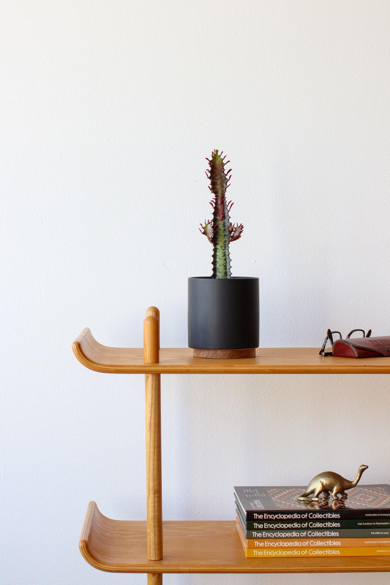 Euphorbia Trigona