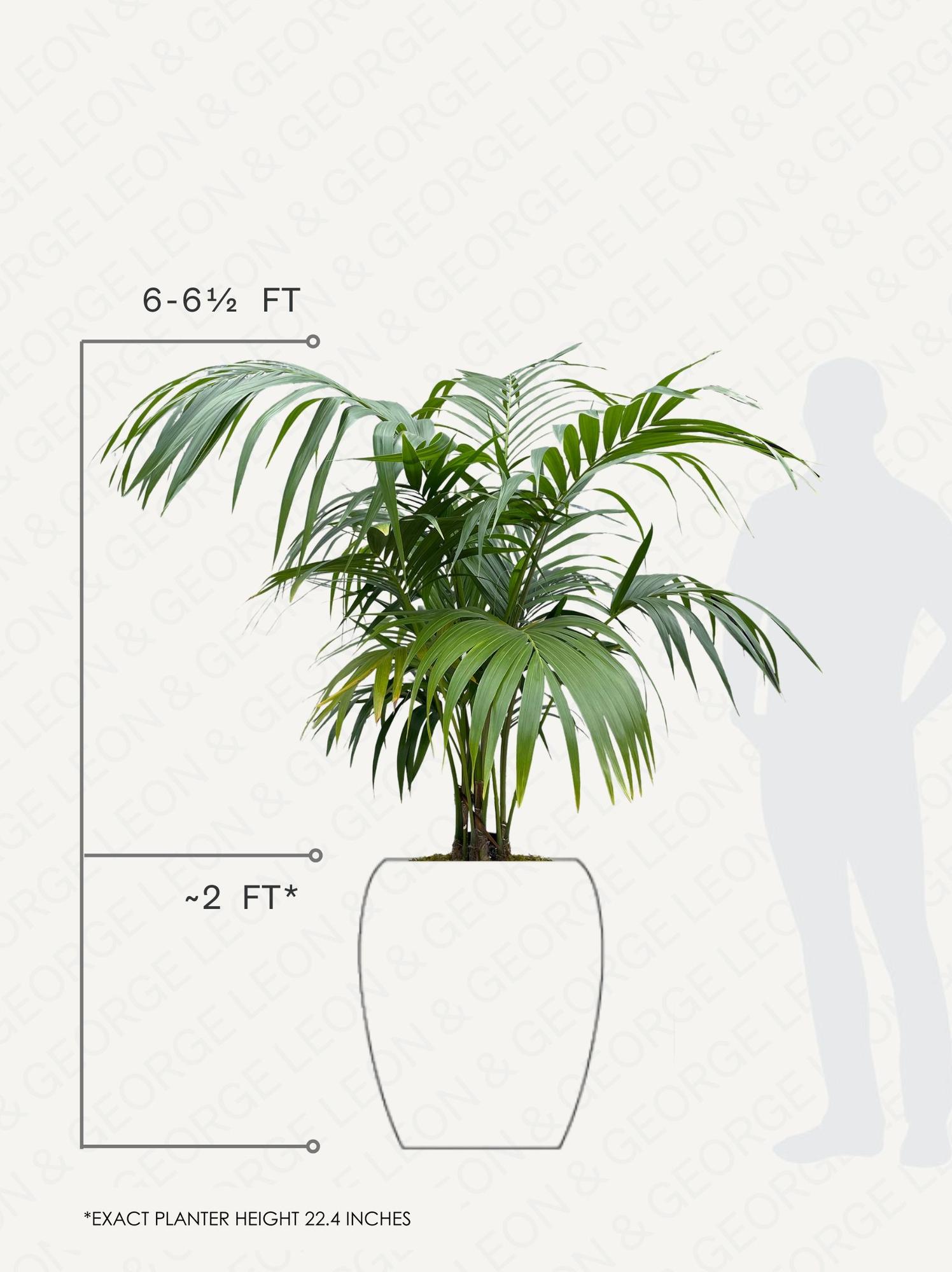 Kentia Palm