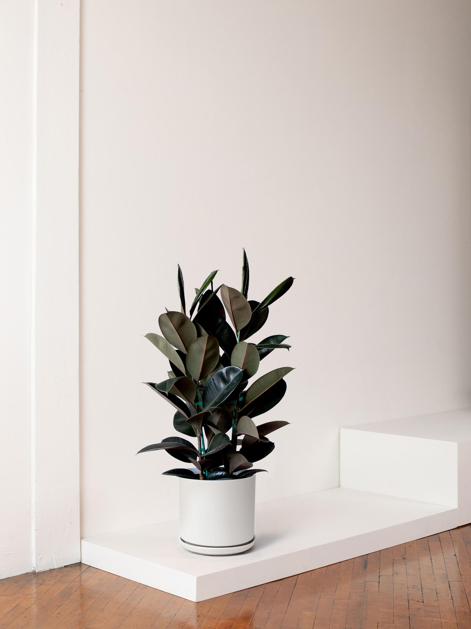 Rubber Tree