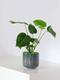 Monstera Deliciosa
