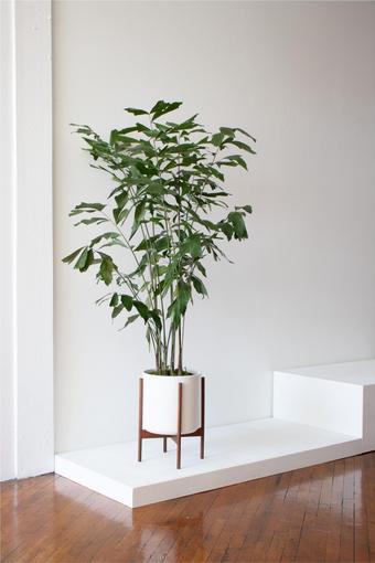indoor plants picture