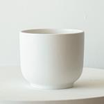 Dracaena Lisa - White Nouvelle Ceramic