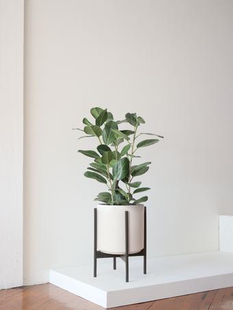 indoor plants picture