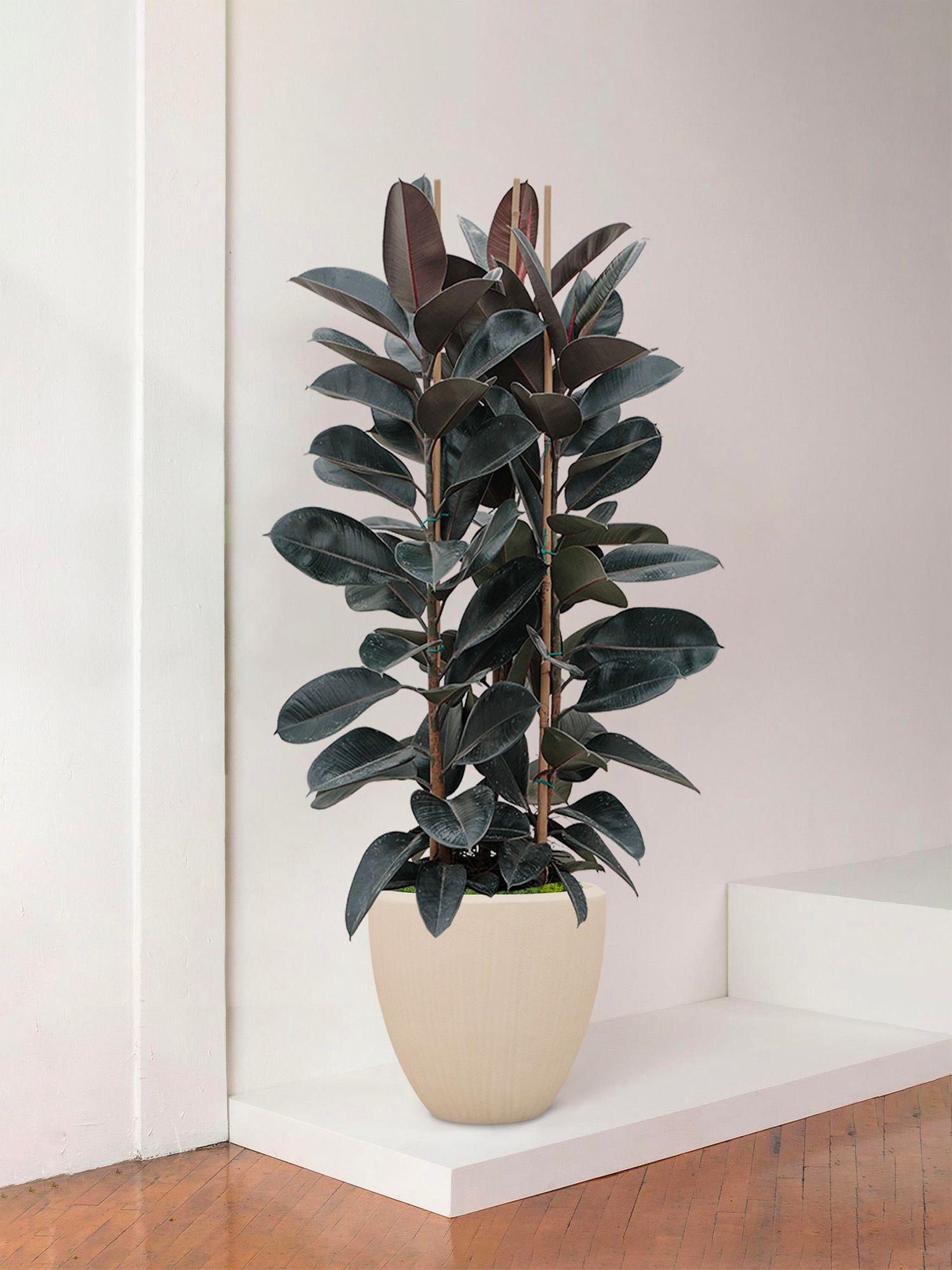 Ficus Elastica Abidjan - Le 40 - Maia calcaire 