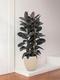 Ficus Elastica Abidjan