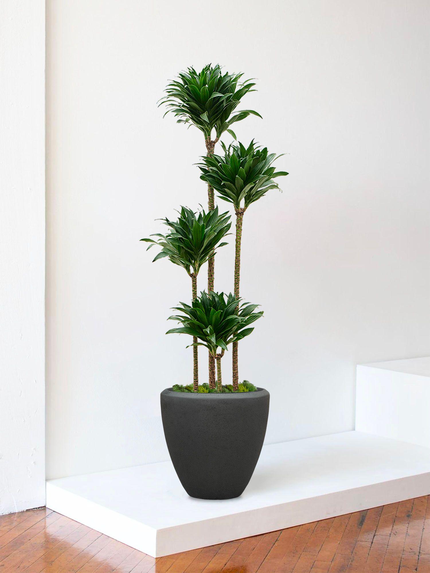 Dracaena Fragrans Compacta