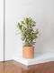 Dracaena Song of India
