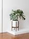 Monstera Thai Constellation