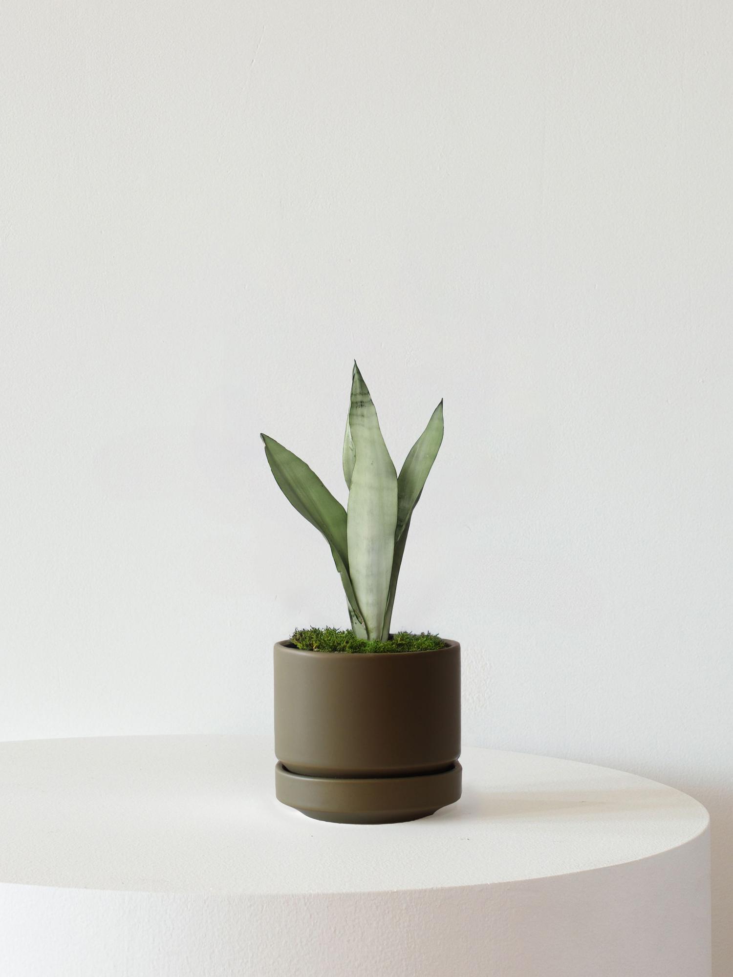 Moonshine Snake Plant