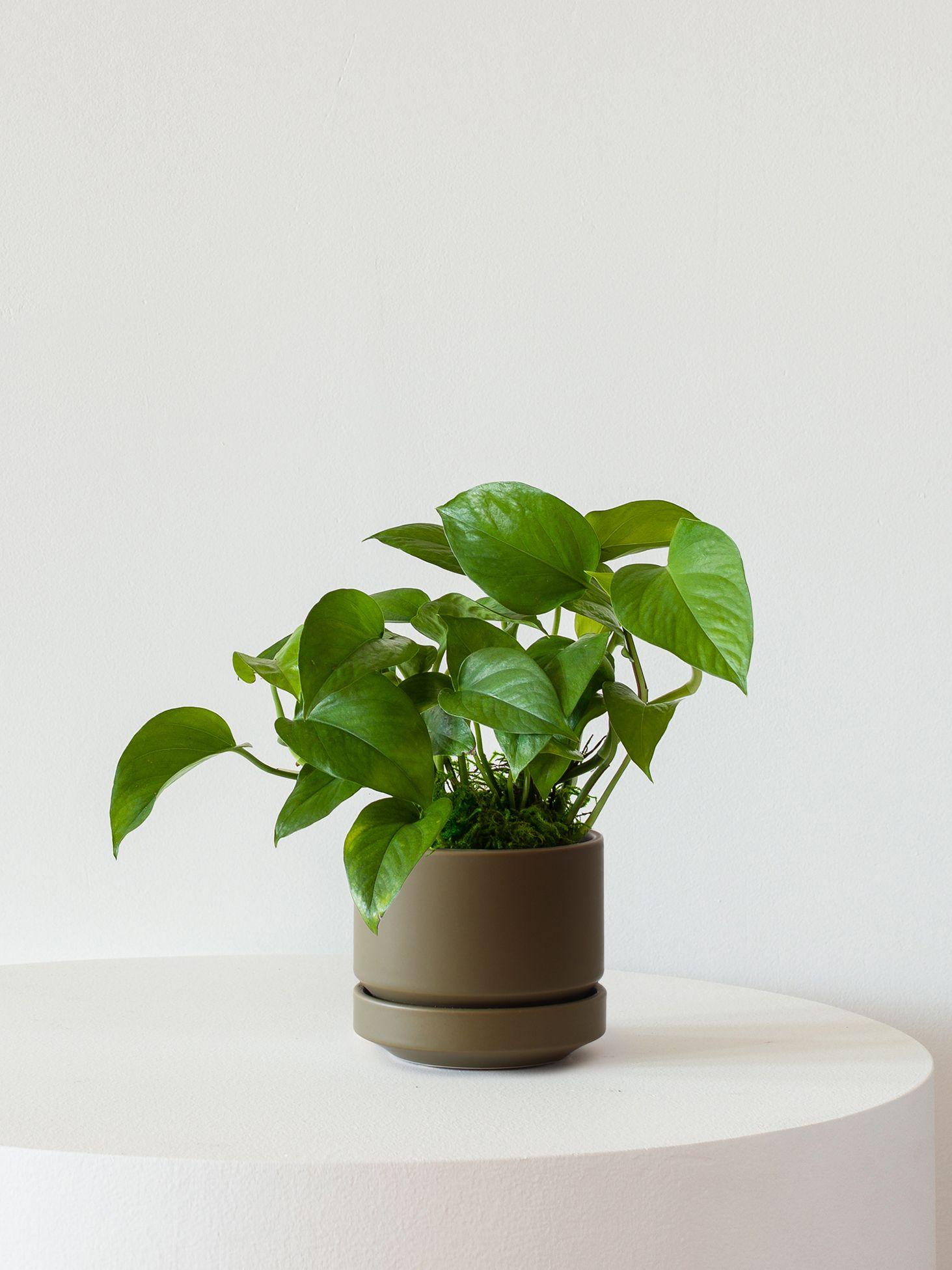Jade Pothos
