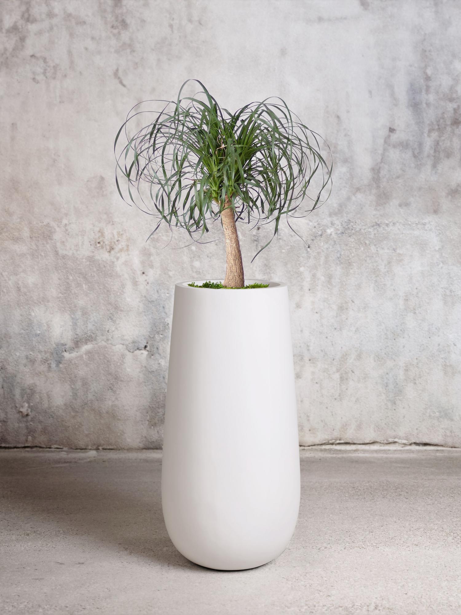 Ponytail Palm