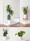 XL Easy Care Plant Bundle