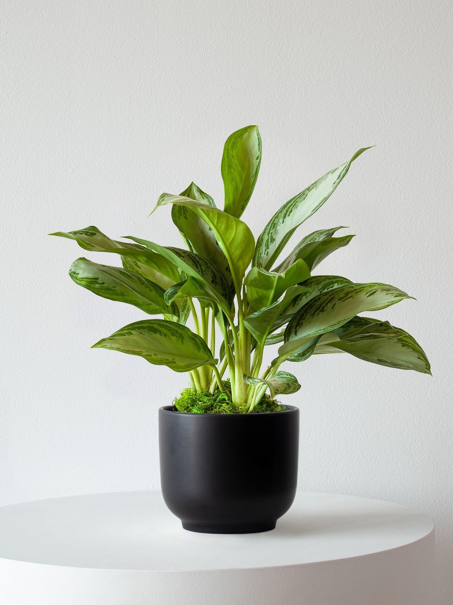 Silver Evergreen