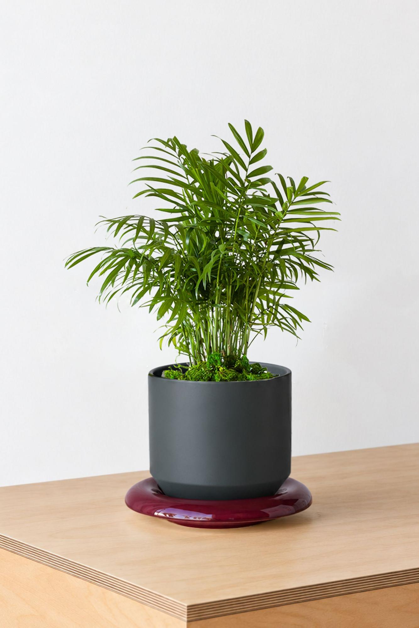 Parlor Palm - Black Lily Ceramic & Burgundy Saucer 