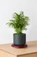 Parlor Palm