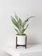 Moonshine Snake Plant