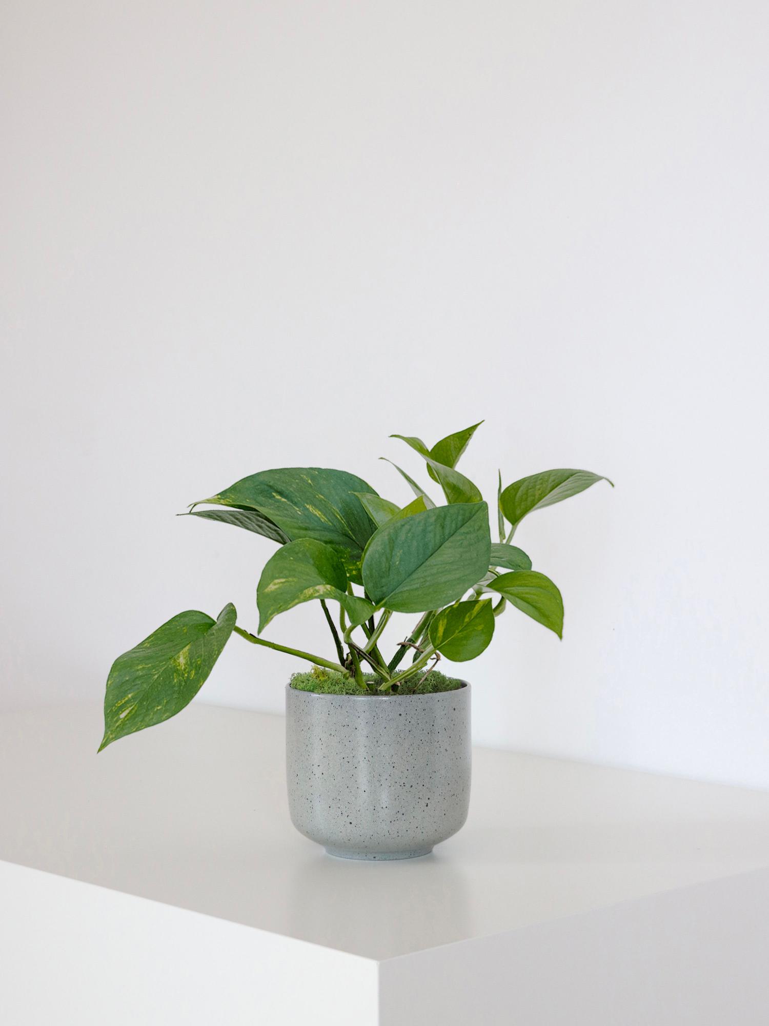 Duo Pothos Cascade X Sansevieria Laurentii