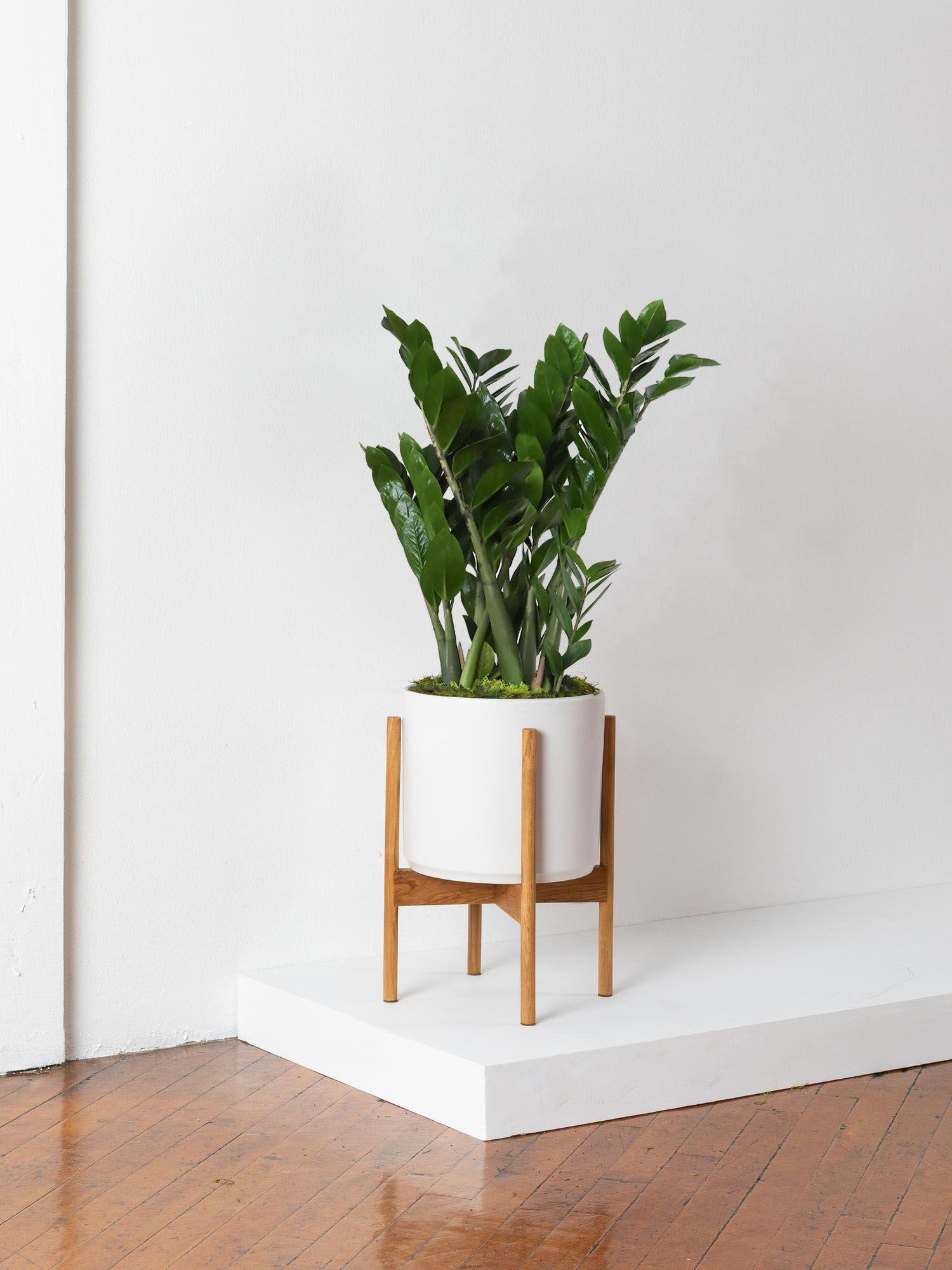 Joyau de Zanzibar - Le 28 - Velvet blanc mid-century Jatoba H 