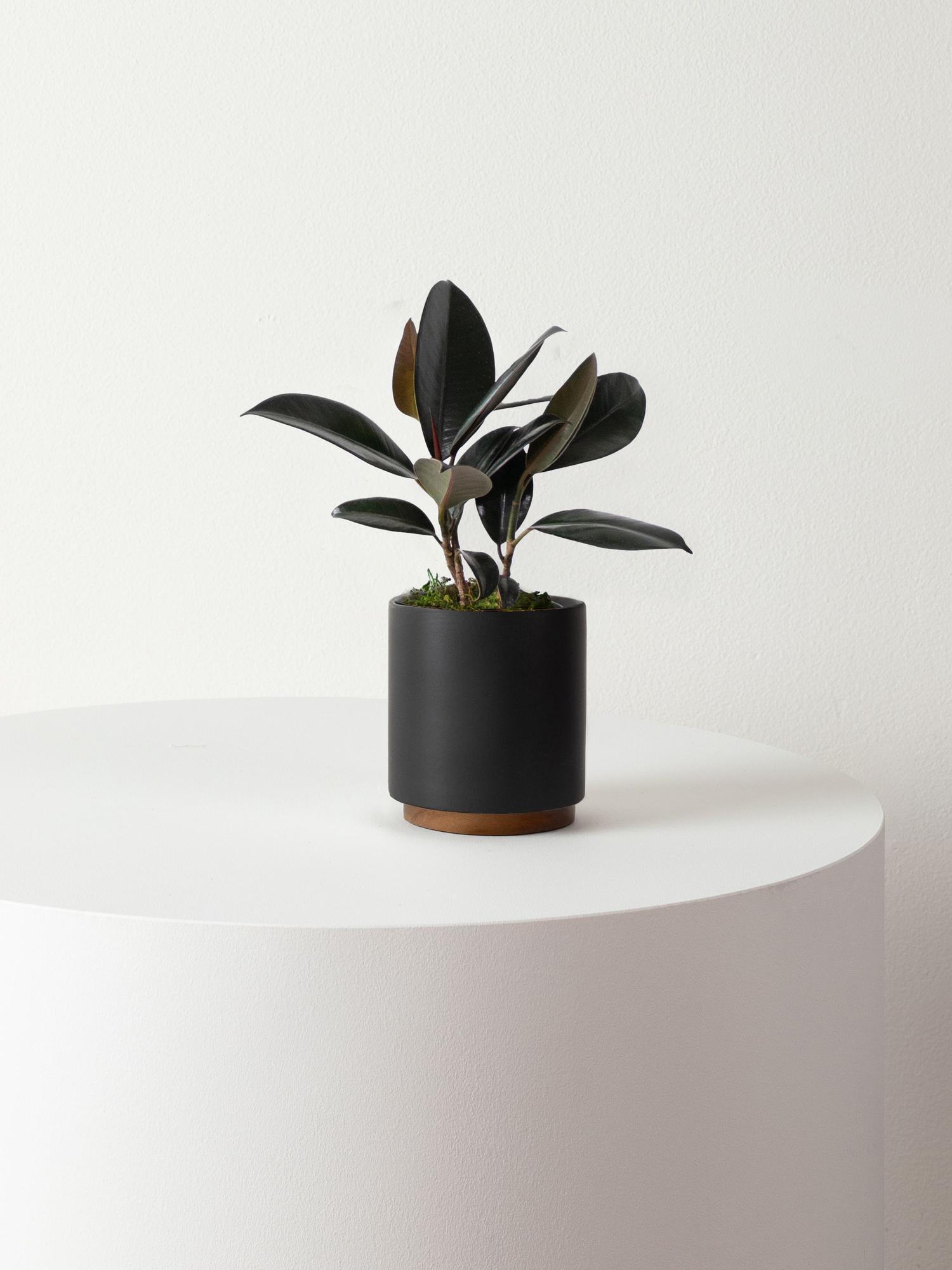 Rubber Plant - Black Mid-Century Ceramic & Dark Wood Plinth 
