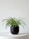 Spider Plant