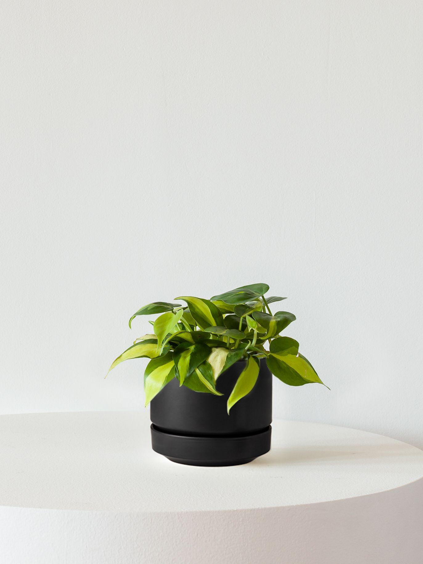 Philodendron Brasil