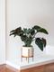Philodendron Red Beauty