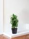 Dracaena Fragrans Janet