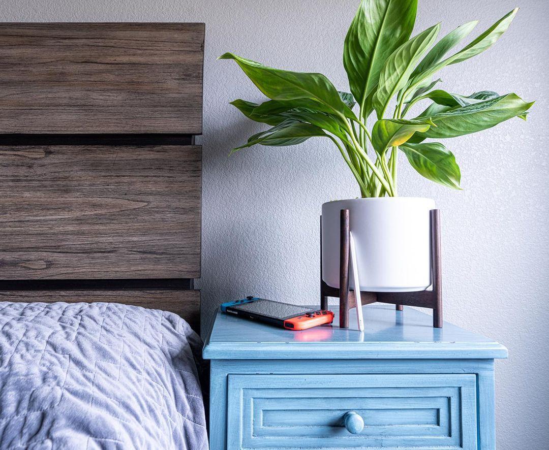 Silver Evergreen