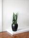 Black Coral Snake Plant