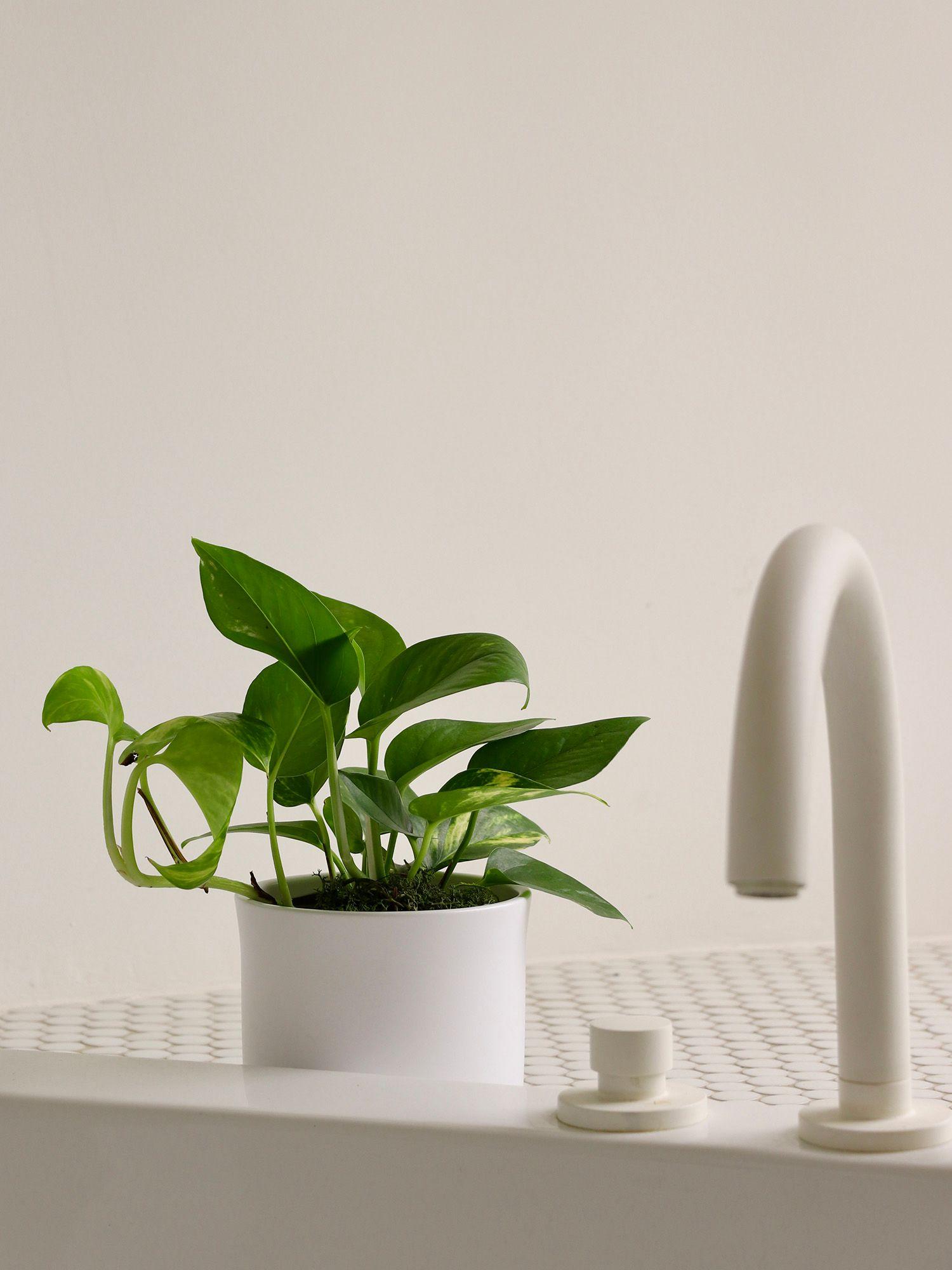 Pothos Cascade