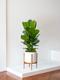 Ficus Lyrata Buisson