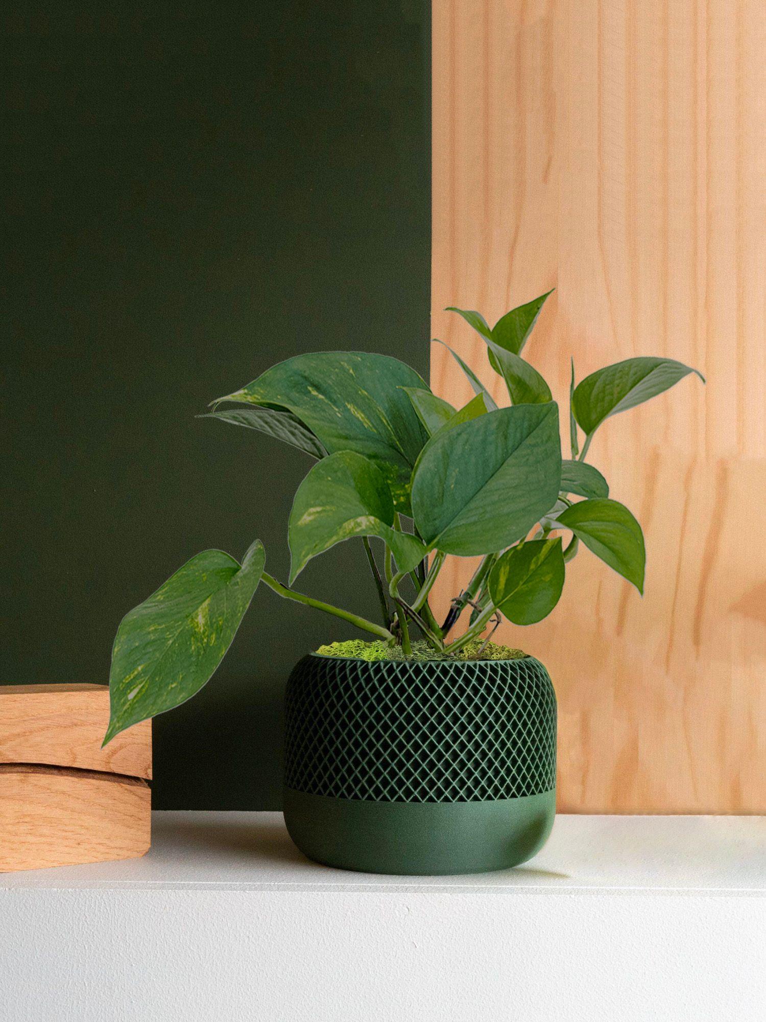 Livraison Plantes vertes et cache-pot au style résolument scandinavo-eco-tech. Conception et fabrication Française.