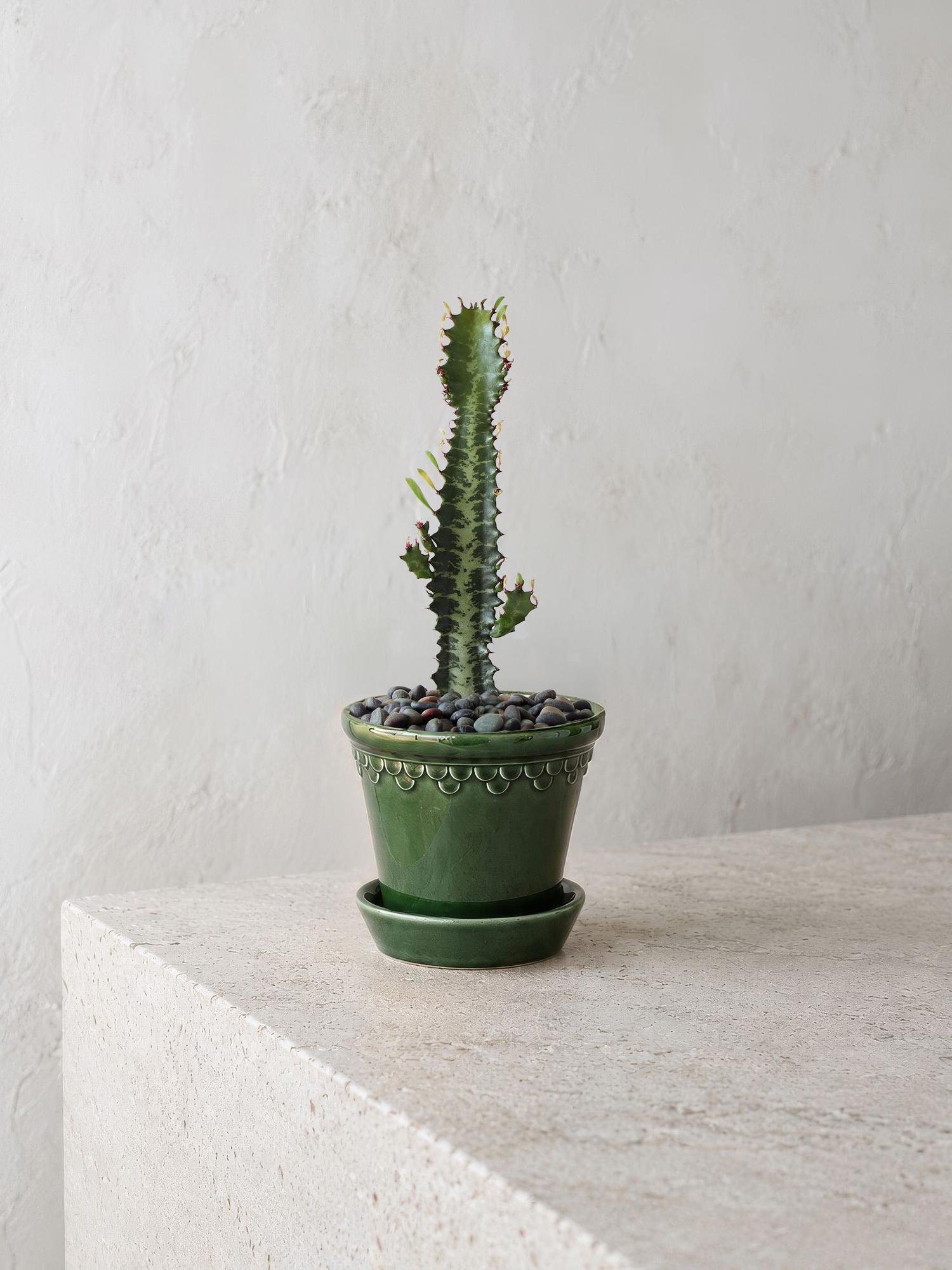 Euphorbia Trigona
