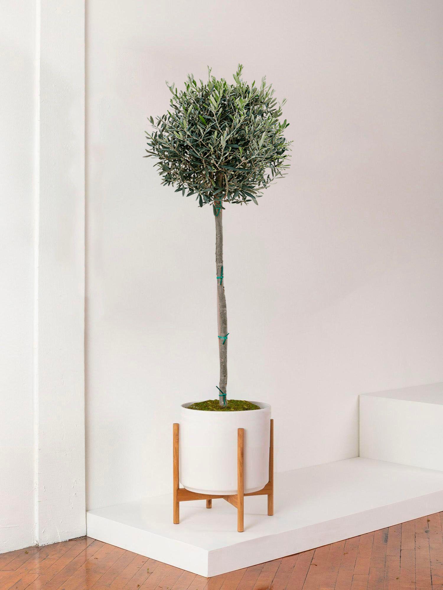 Olive Tree